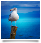 音緒(ネオ)先生の写真